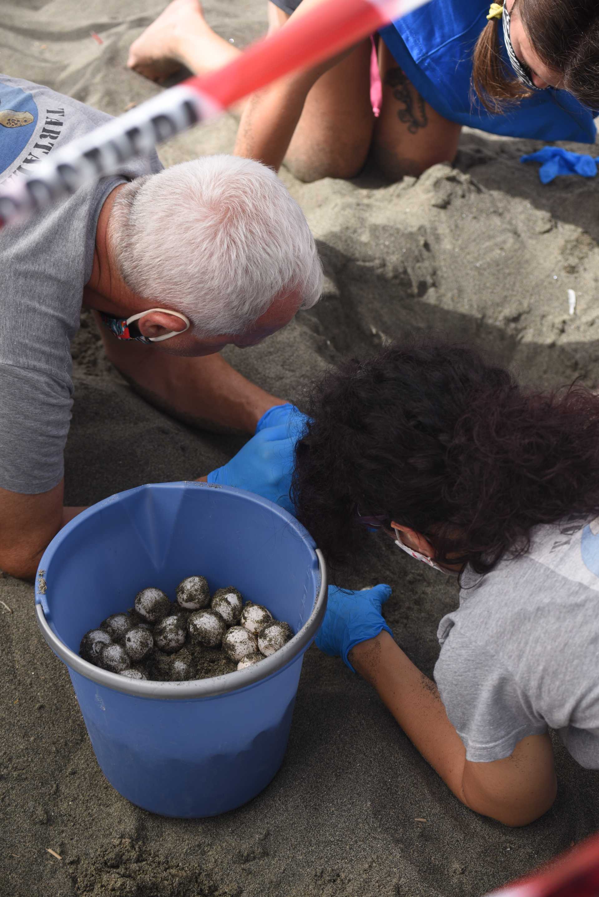 Una tartaruga marina deposita le sue uova a Ostia